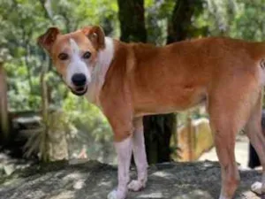 Cachorro raça  Srd idade 1 ano nome Dog