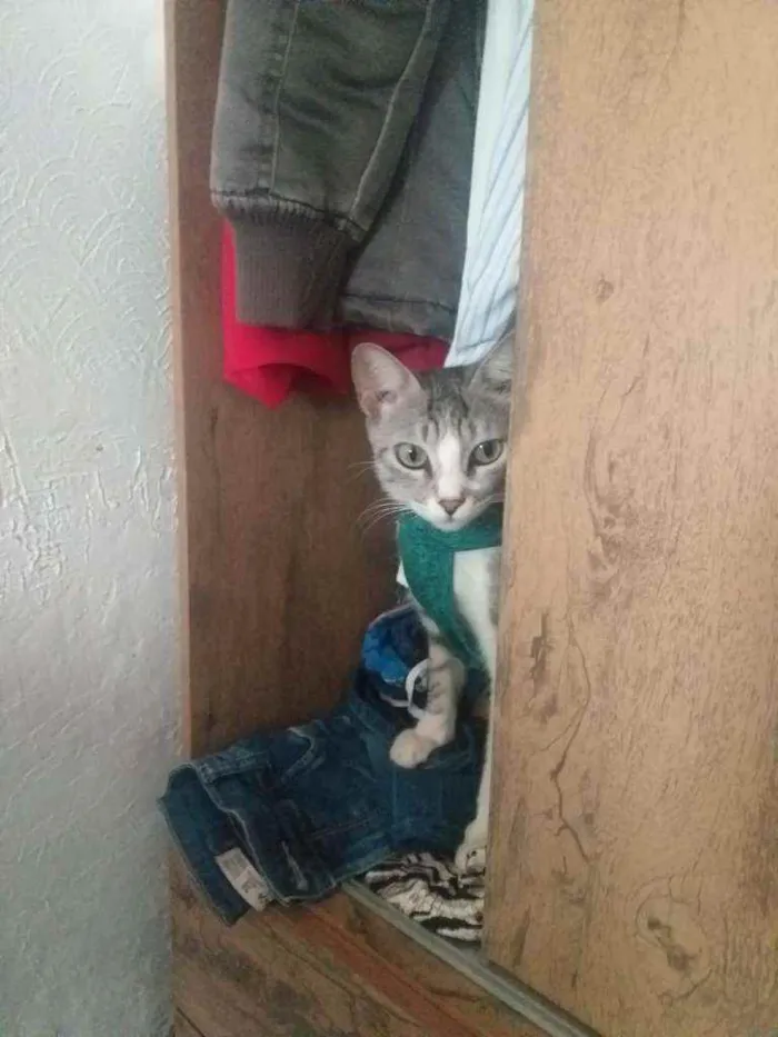 Gato raça  idade 1 ano nome Gatinha