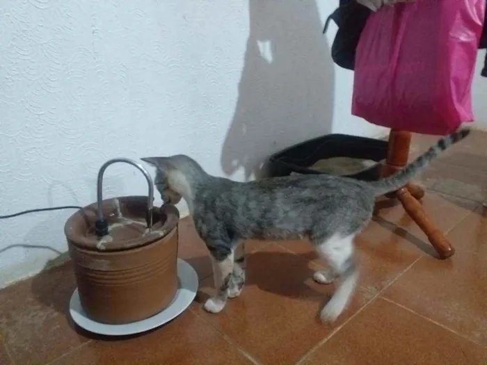 Gato raça  idade 1 ano nome Gatinha