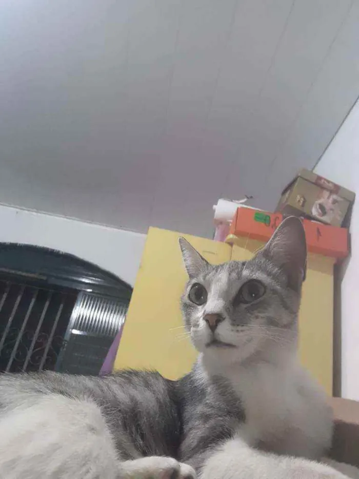 Gato raça  idade 1 ano nome Gatinha