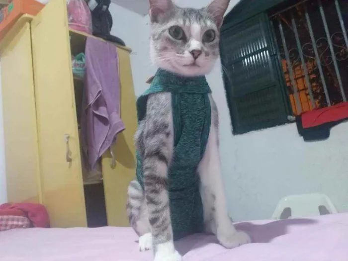 Gato raça  idade 1 ano nome Gatinha