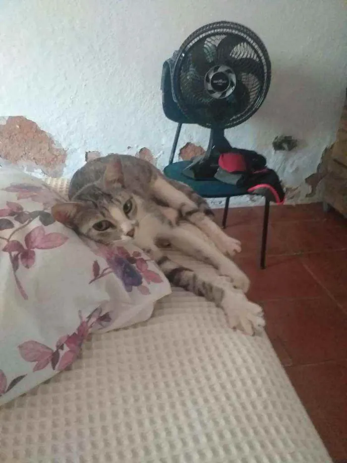 Gato raça  idade 1 ano nome Gatinha