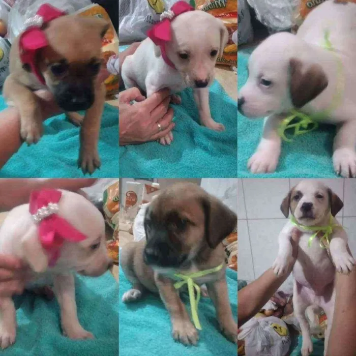 Cachorro raça Sem raça definida idade Abaixo de 2 meses nome Filhotes