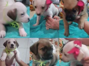 Cachorro raça Sem raça definida idade Abaixo de 2 meses nome Filhotes