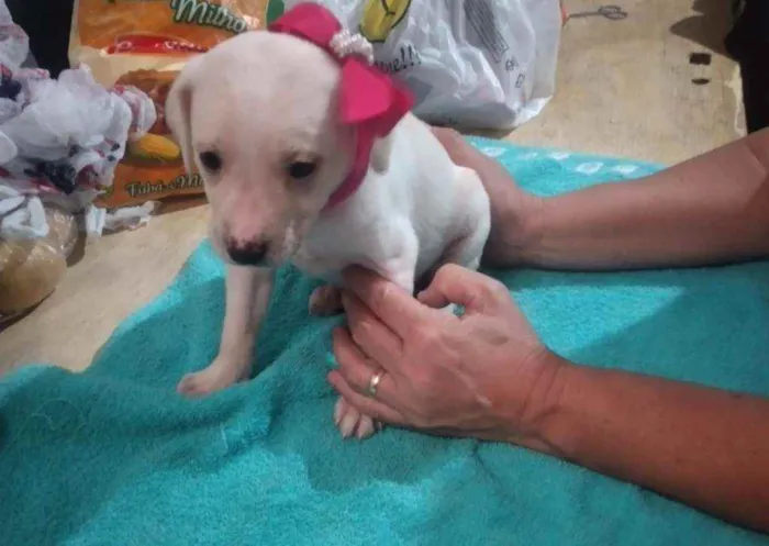 Cachorro raça Sem raça definida idade Abaixo de 2 meses nome Filhotes