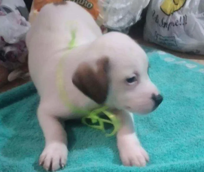 Cachorro raça Sem raça definida idade Abaixo de 2 meses nome Filhotes