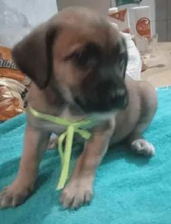Cachorro raça Sem raça definida idade Abaixo de 2 meses nome Filhotes