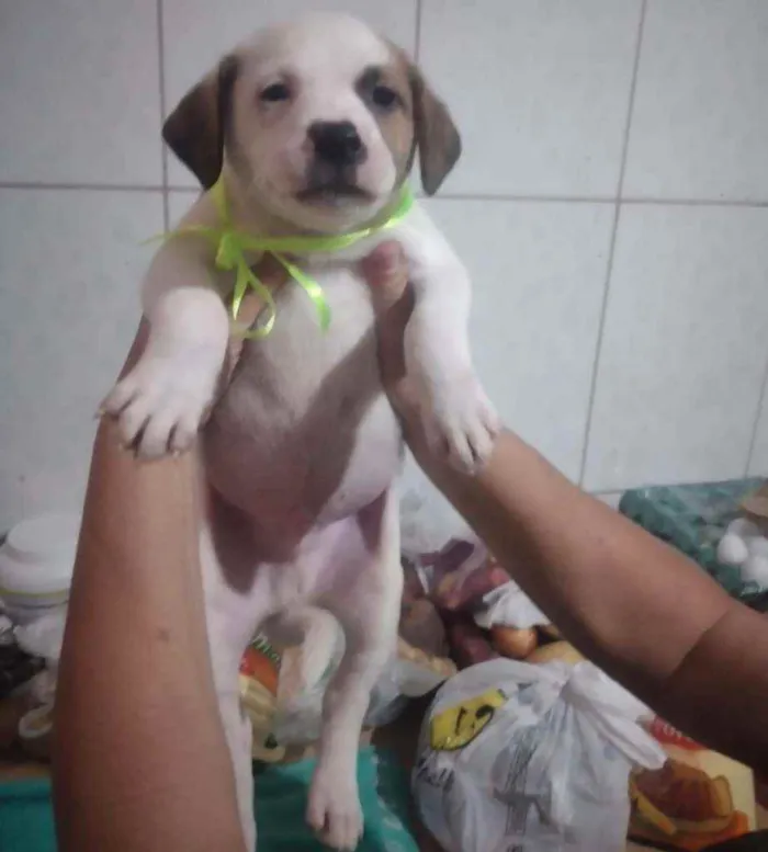 Cachorro raça Sem raça definida idade Abaixo de 2 meses nome Filhotes