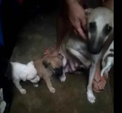 Cachorro raça Sem raça definida idade Abaixo de 2 meses nome Filhotes