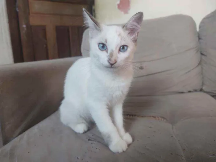 Gato ra a Sem raça definida idade 2 a 6 meses nome Sem nome