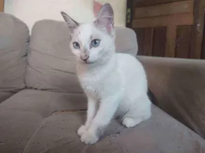 Gato raça Sem raça definida idade 2 a 6 meses nome Sem nome