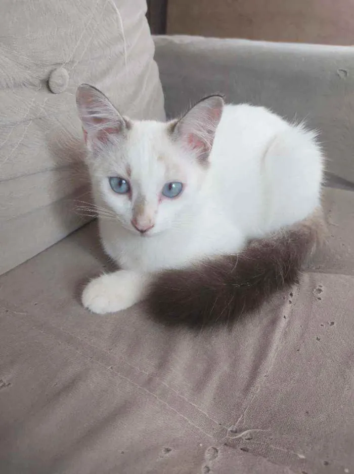 Gato ra a Sem raça definida idade 2 a 6 meses nome Sem nome