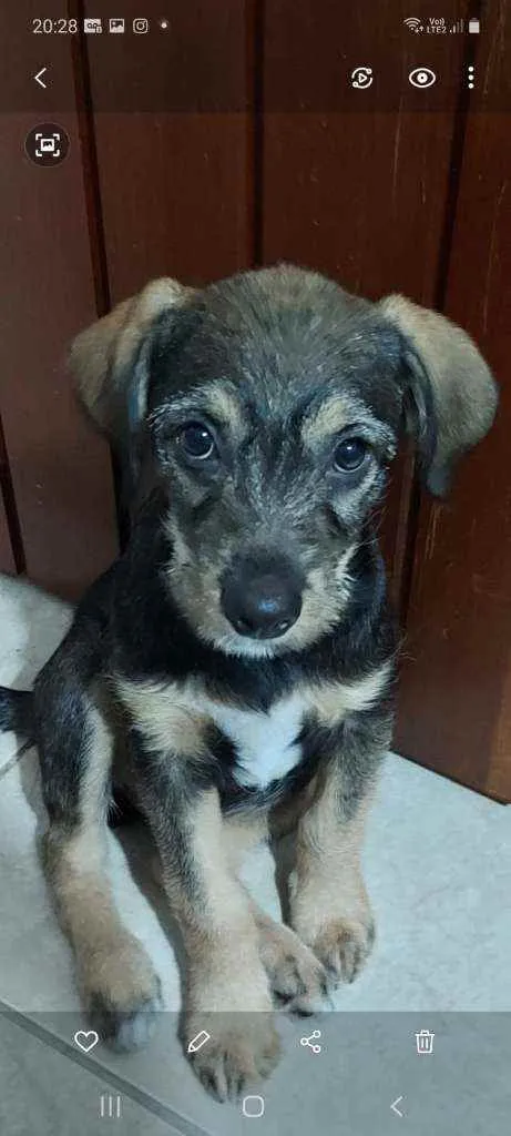 Cachorro ra a SRD idade 2 a 6 meses nome Gael