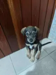 Gael