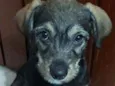 Gael