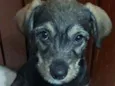 Gael