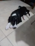 Bibi