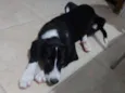 Bibi