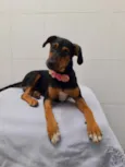 Cachorro raça Srd idade 2 a 6 meses nome Susan