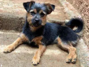 Cachorro raça Mix Yorkshire idade 1 ano nome Estrelinha