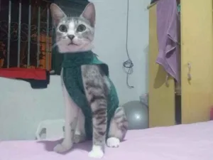 Gato raça  idade 1 ano nome Gatinha