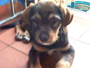 Cachorro raça SRD idade 2 a 6 meses nome Gael