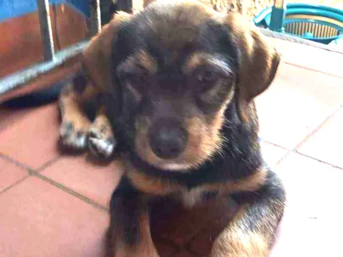 Cachorro ra a SRD idade 2 a 6 meses nome Gael