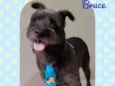Cachorro raça Srd idade 3 anos nome Bruce