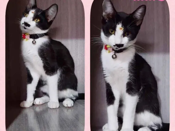 Gato raça Srd idade 2 a 6 meses nome Gatinhos lindos 