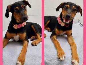Cachorro raça Srd idade 2 a 6 meses nome Susan