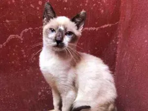 Gato raça  Srd idade 2 a 6 meses nome Lola e Layla