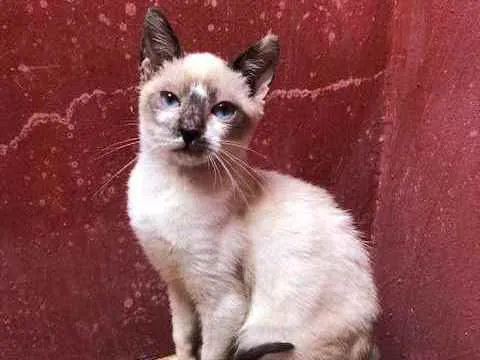 Gato raça  Srd idade 2 a 6 meses nome Lola e Layla