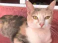 Gato raça  Srd idade 1 ano nome Estrela
