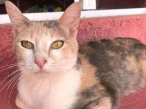 Gato raça  Srd idade 1 ano nome Estrela