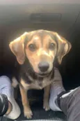 Nala