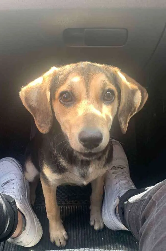 Cachorro raça Vira lata  idade 2 a 6 meses nome Nala