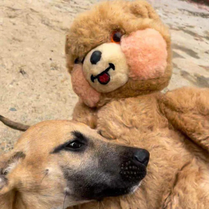 Cachorro raça  Srd idade 2 a 6 meses nome Paçoca