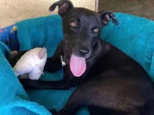 Cachorro raça  Srd idade 1 ano nome Felicinha