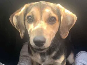 Cachorro raça Vira lata  idade 2 a 6 meses nome Nala