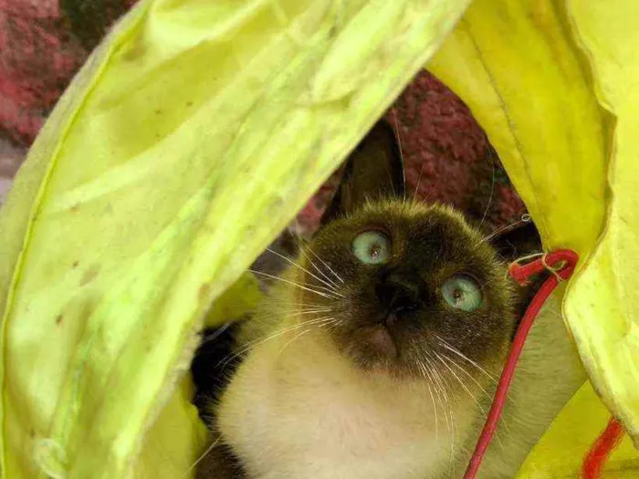 Gato raça  Srd (Siameslata) idade 2 a 6 meses nome Sabrina