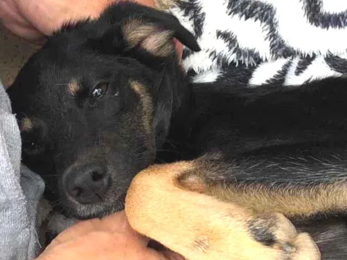 Cachorro raça  Srd idade 7 a 11 meses nome Amora