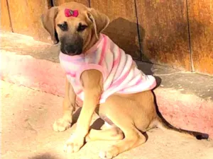 Cachorro raça  Srd idade 2 a 6 meses nome Paçoca