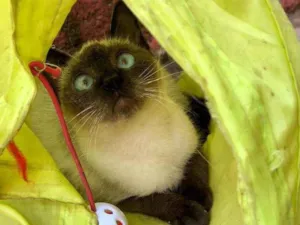 Gato raça  Srd (Siameslata) idade 2 a 6 meses nome Sabrina