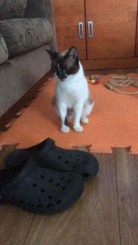 Gato ra a SRD idade 1 ano nome Gatinha