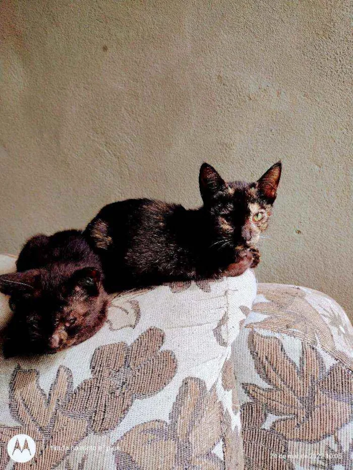 Gato ra a Indefinida idade 7 a 11 meses nome Misha