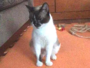 Gato raça SRD idade 1 ano nome Gatinha