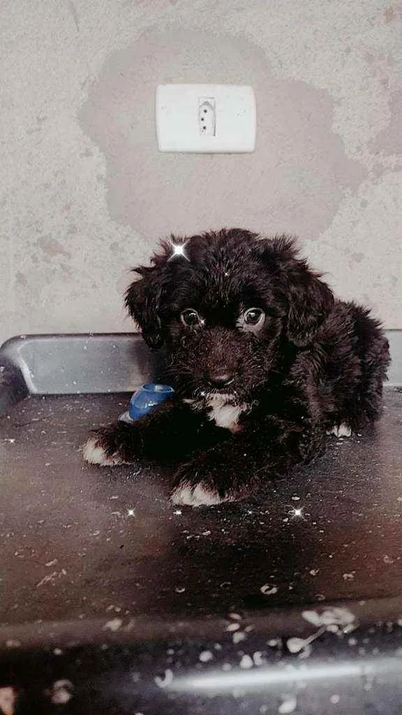 Cachorro ra a SRD idade Abaixo de 2 meses nome Filhotinhos