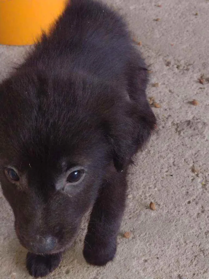 Cachorro ra a SRD idade Abaixo de 2 meses nome Filhotinhos