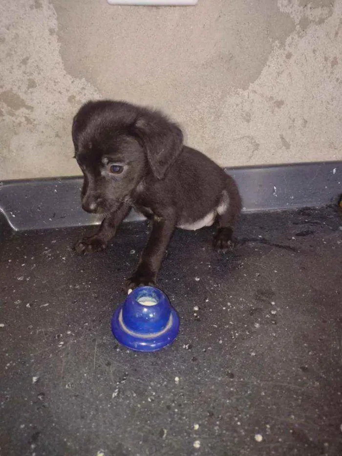 Cachorro ra a SRD idade Abaixo de 2 meses nome Filhotinhos
