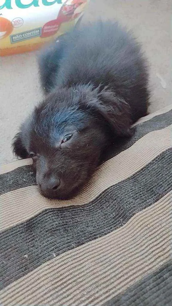 Cachorro ra a SRD idade Abaixo de 2 meses nome Filhotinhos